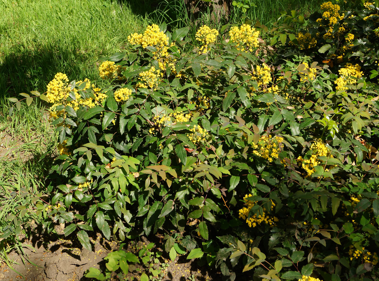 Изображение особи Mahonia aquifolium.