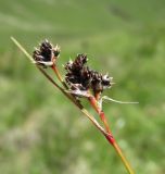 Luzula multiflora. Верхушка побега с соплодием. Кабардино-Балкария, Эльбрусский р-н, долина р. Ирик, ок. 2600 м н.у.м., субальпийский луг. 14.07.2016.