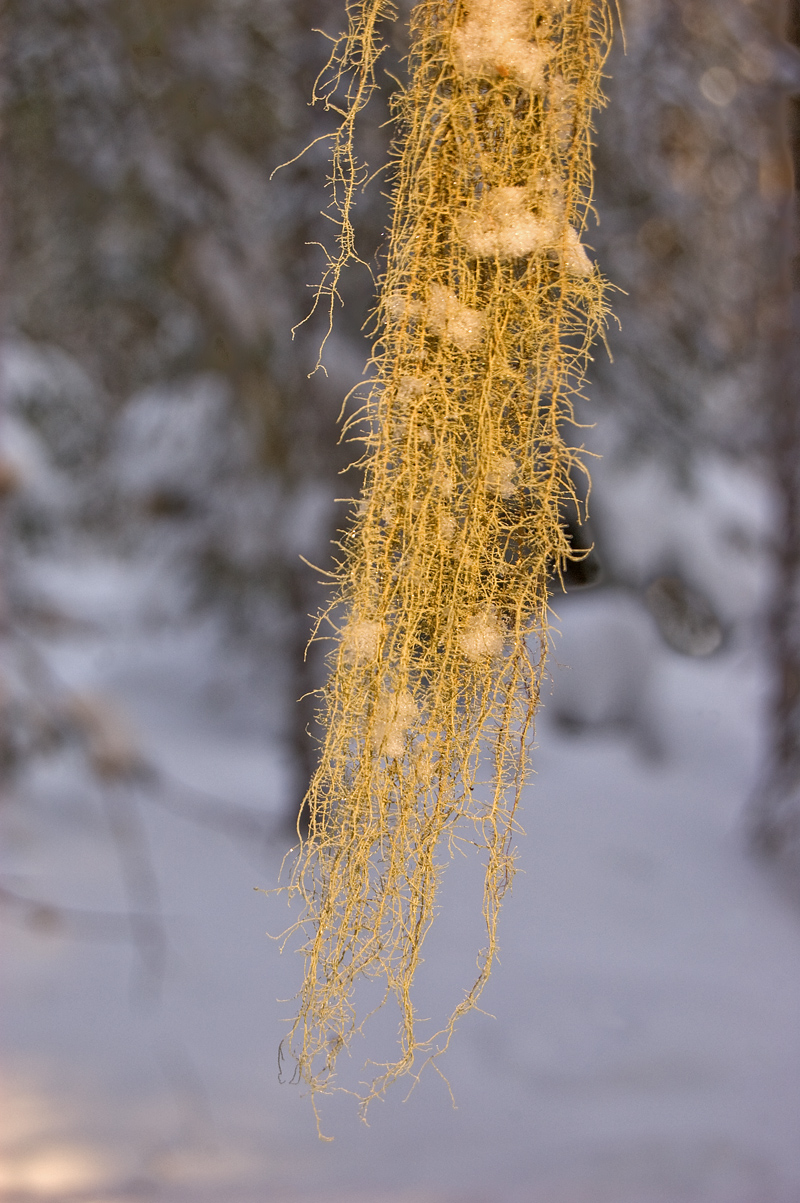 Изображение особи Usnea dasopoga.