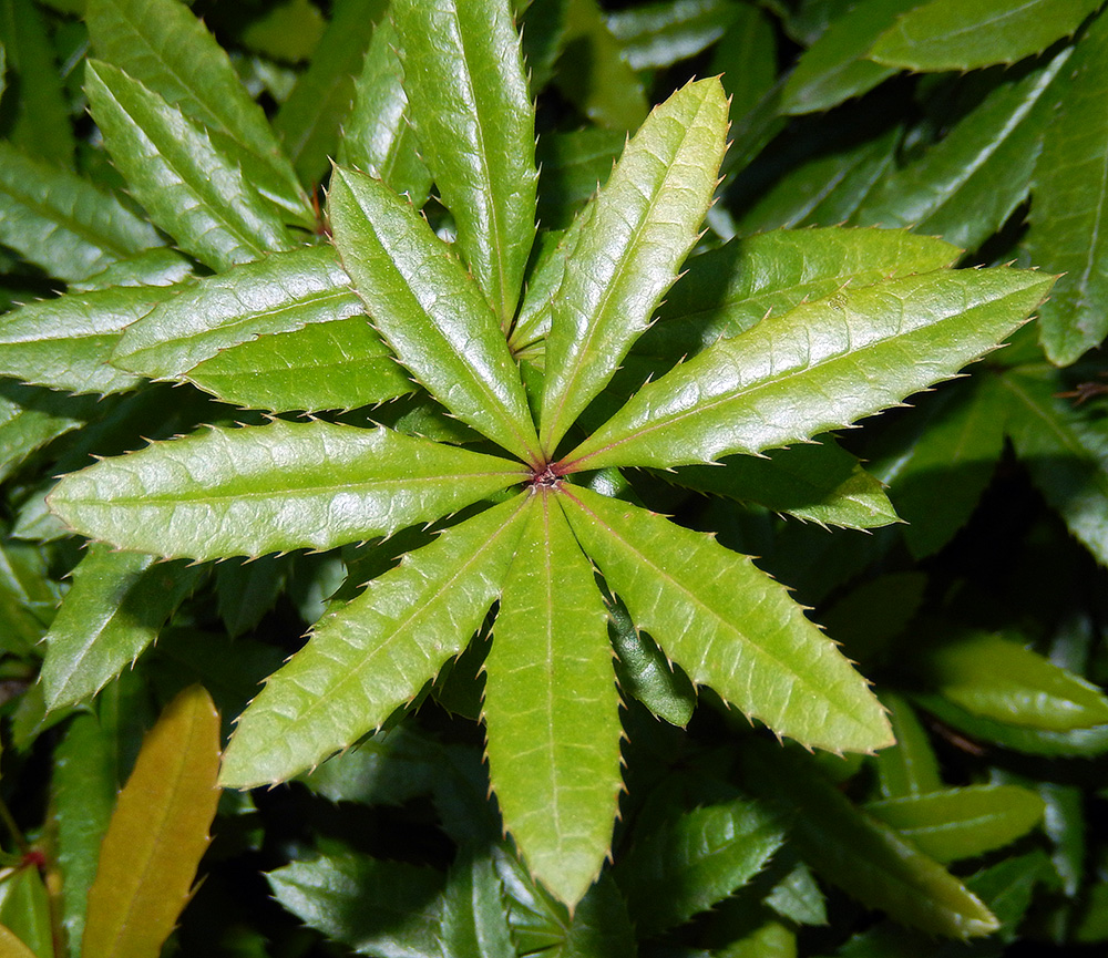 Image of Berberis julianae specimen.