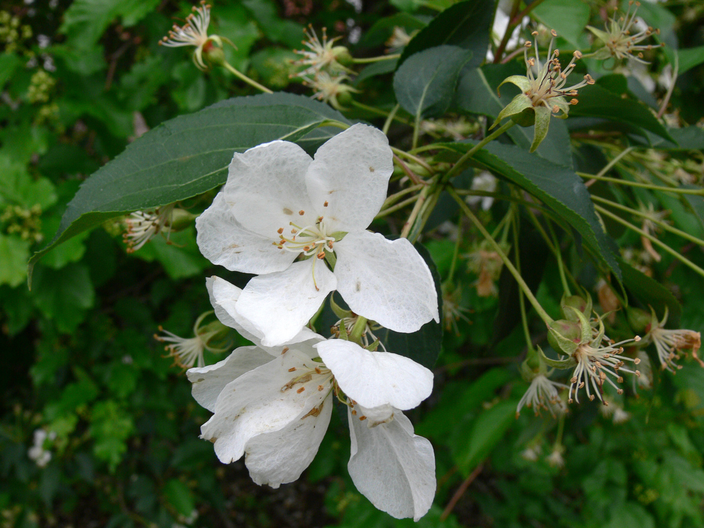 Image of Malus baccata specimen.