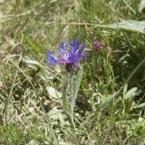 Centaurea fuscomarginata