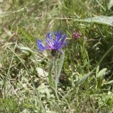 Image of taxon representative. Author is Александр Лебедев