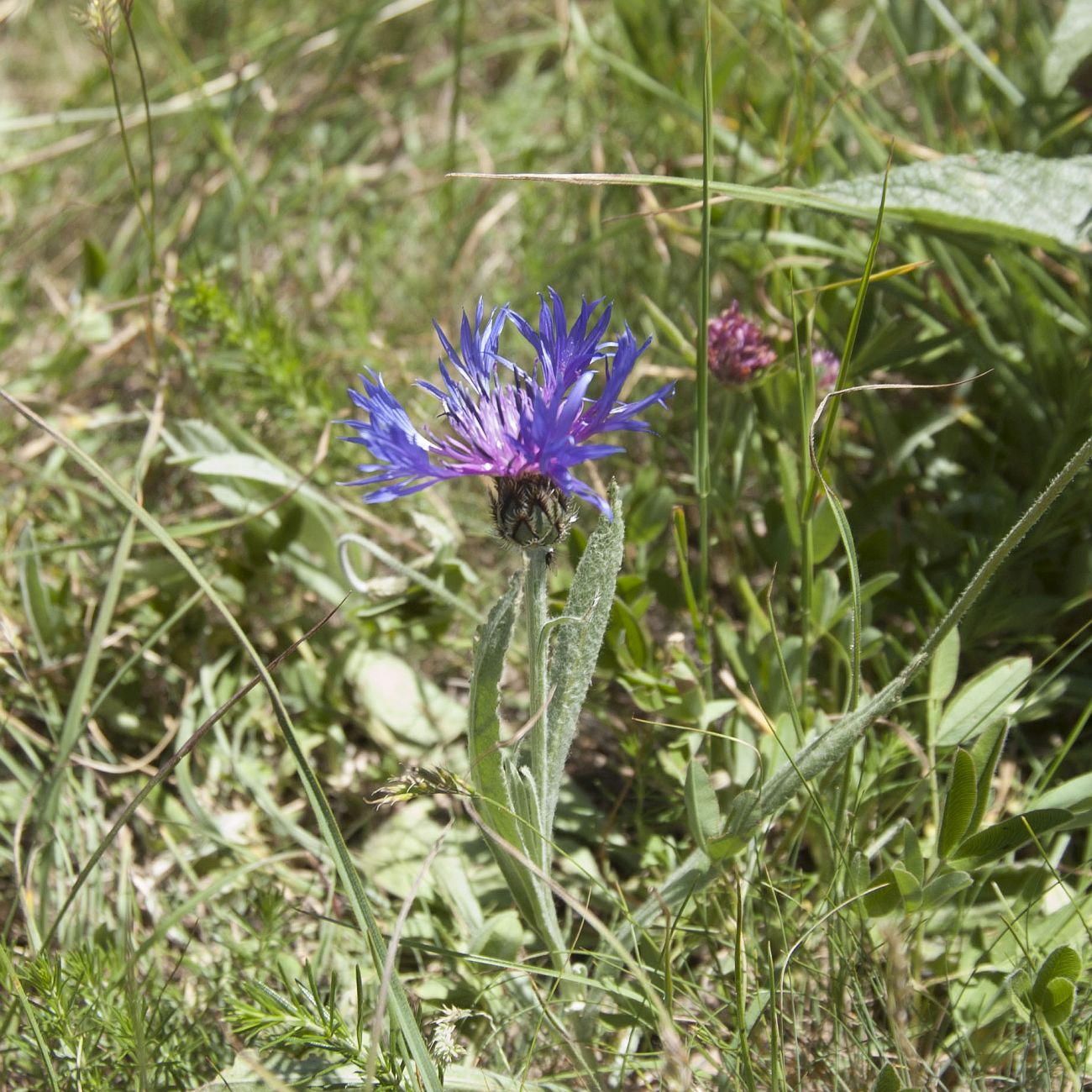 Image of Centaurea fuscomarginata specimen.