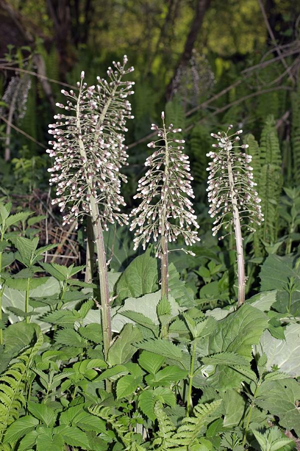 Изображение особи Petasites hybridus.