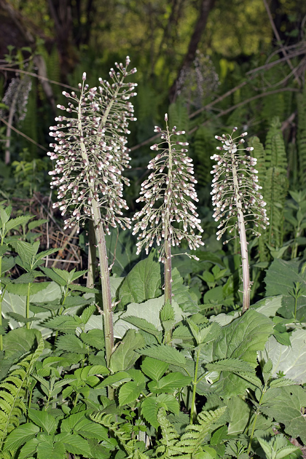 Image of Petasites hybridus specimen.