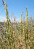 Koeleria macrantha