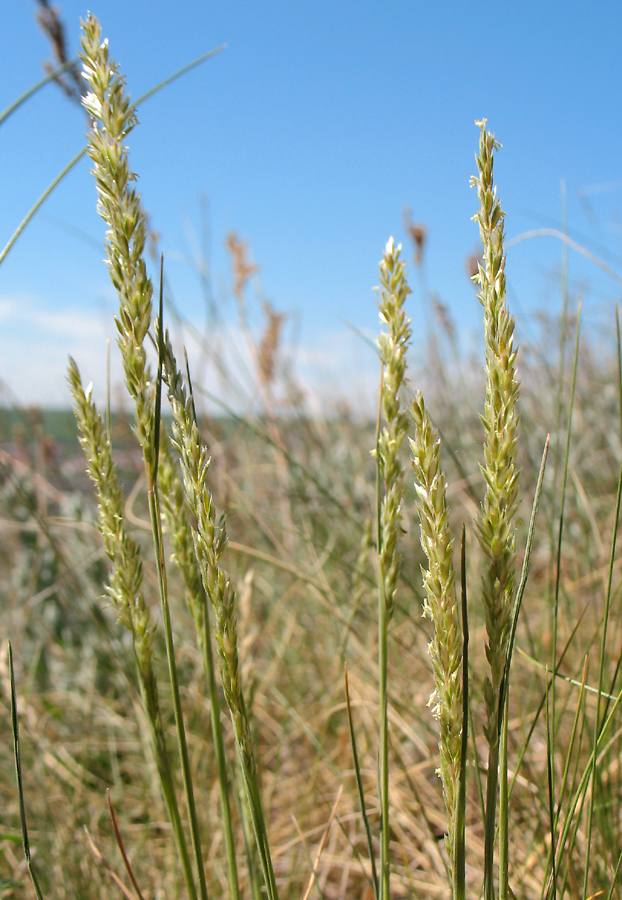 Image of Koeleria macrantha specimen.