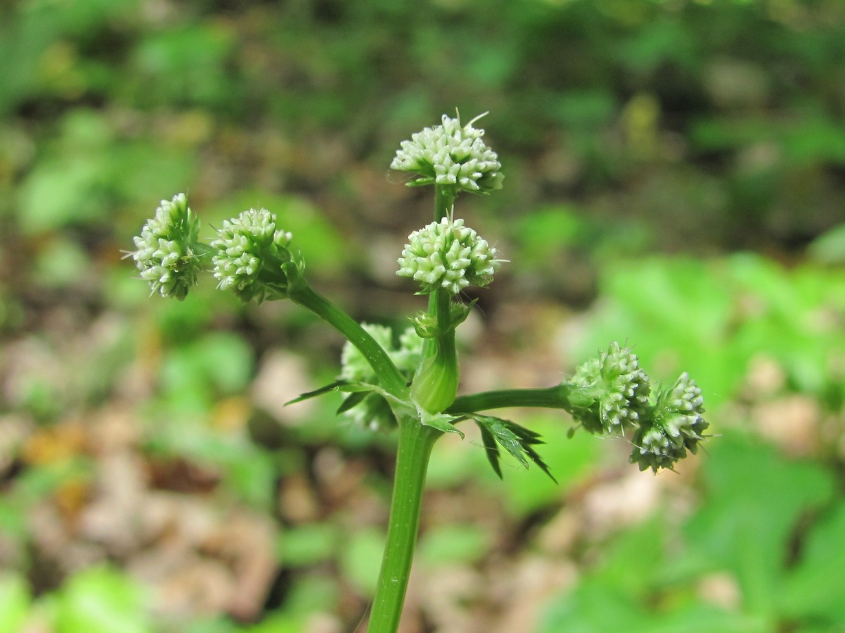 Image of Sanicula europaea specimen.