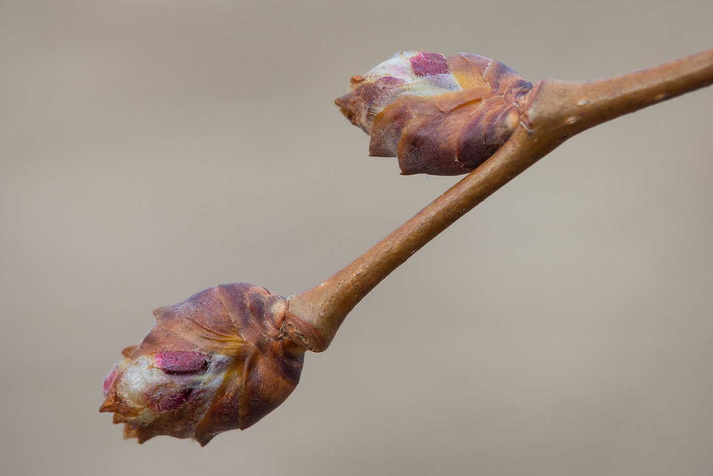 Изображение особи Ulmus laevis.