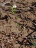 Arenaria uralensis