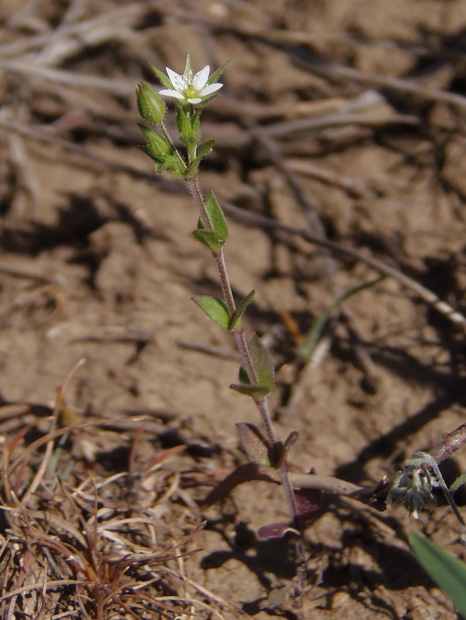 Image of Arenaria uralensis specimen.