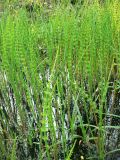 Equisetum fluviatile. Вегетирующие растения. Санкт-Петербург, Пушкинский р-н, г. Пушкин, Баболовский парк. 14.05.2018.