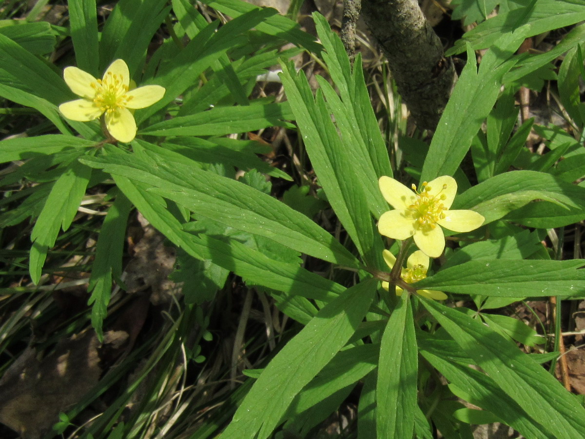 Image of Anemone jenisseensis specimen.