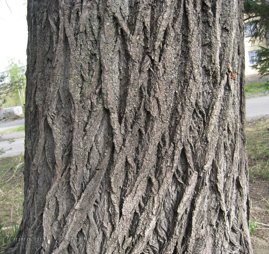 Image of Populus nigra specimen.