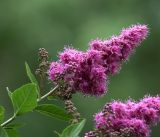 Spiraea &times; billardii