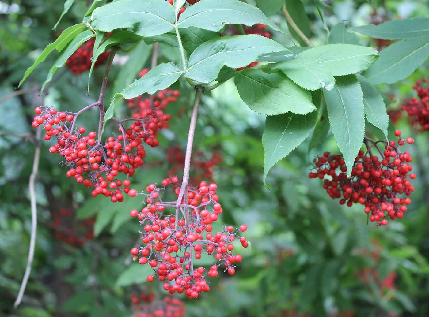 Image of Sambucus pubens specimen.