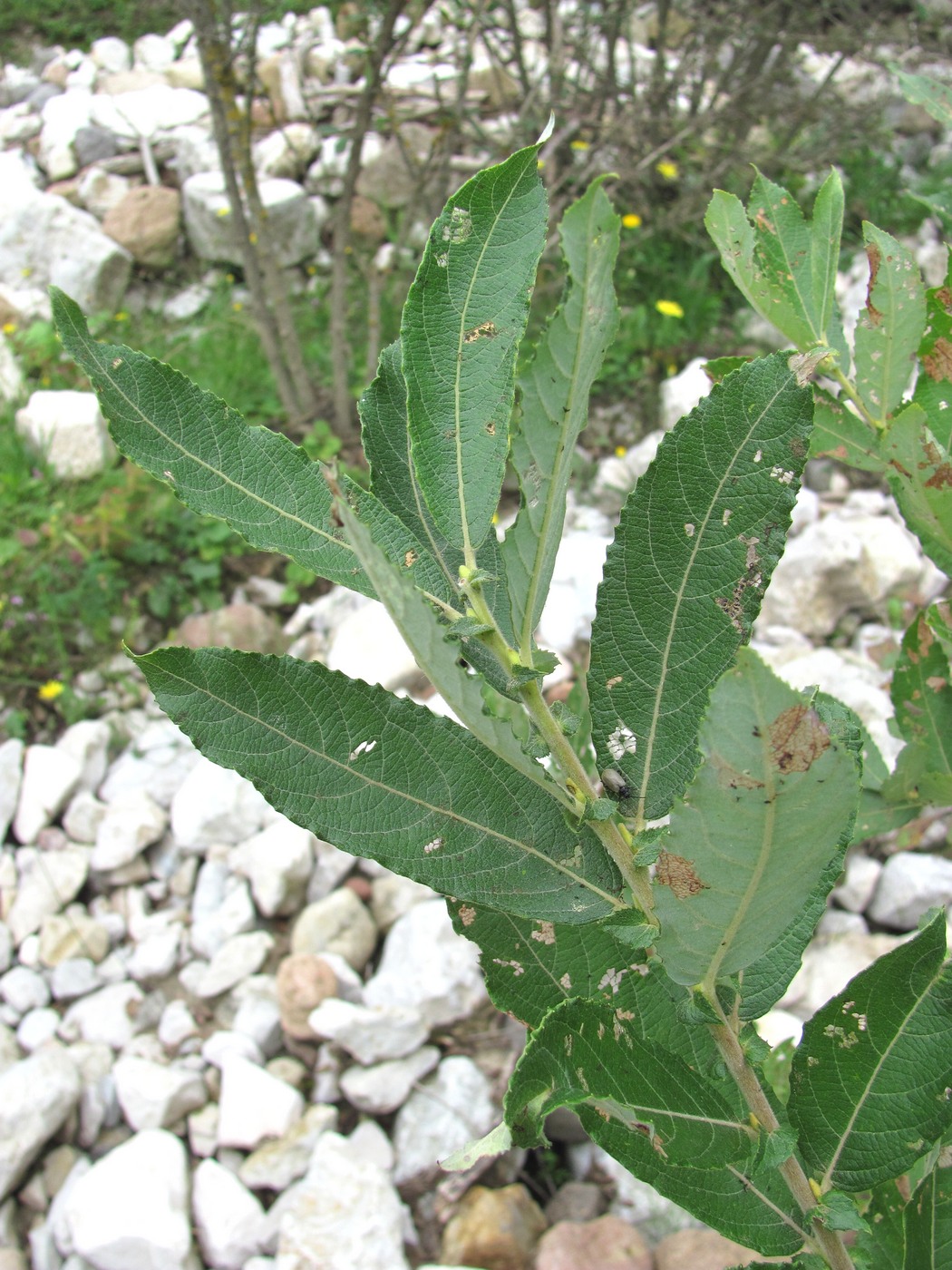 Изображение особи Salix pseudomedemii.