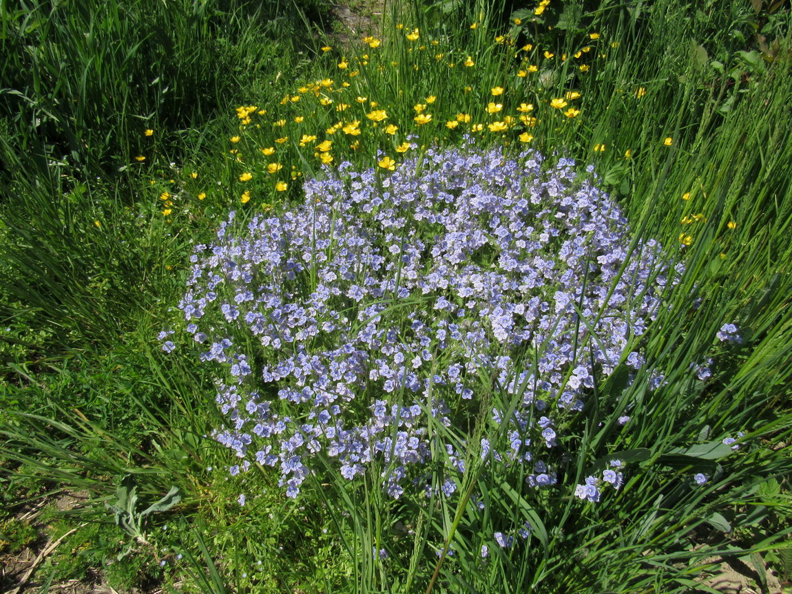 Image of Veronica vindobonensis specimen.