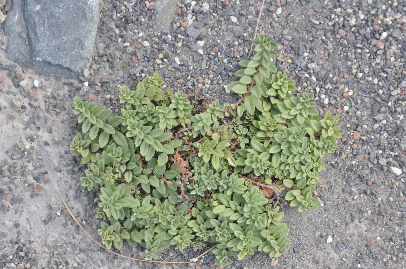 Image of class Magnoliopsida specimen.