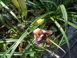 Hemerocallis &times; hybrida