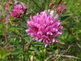 Trifolium lupinaster