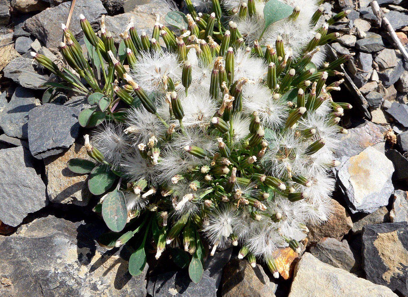 Изображение особи Crepis nana.