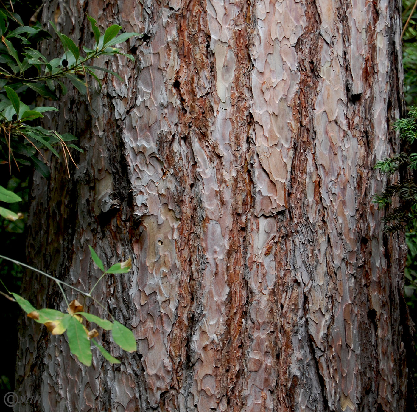 Изображение особи Pinus pallasiana.