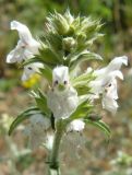 Stachys iberica