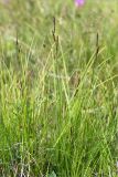 genus Carex. Плодоносящие растения. Кольский п-ов, Кандалакшский берег Белого моря, разнотравный влажный луг на берегу ручья. 25.07.2018.