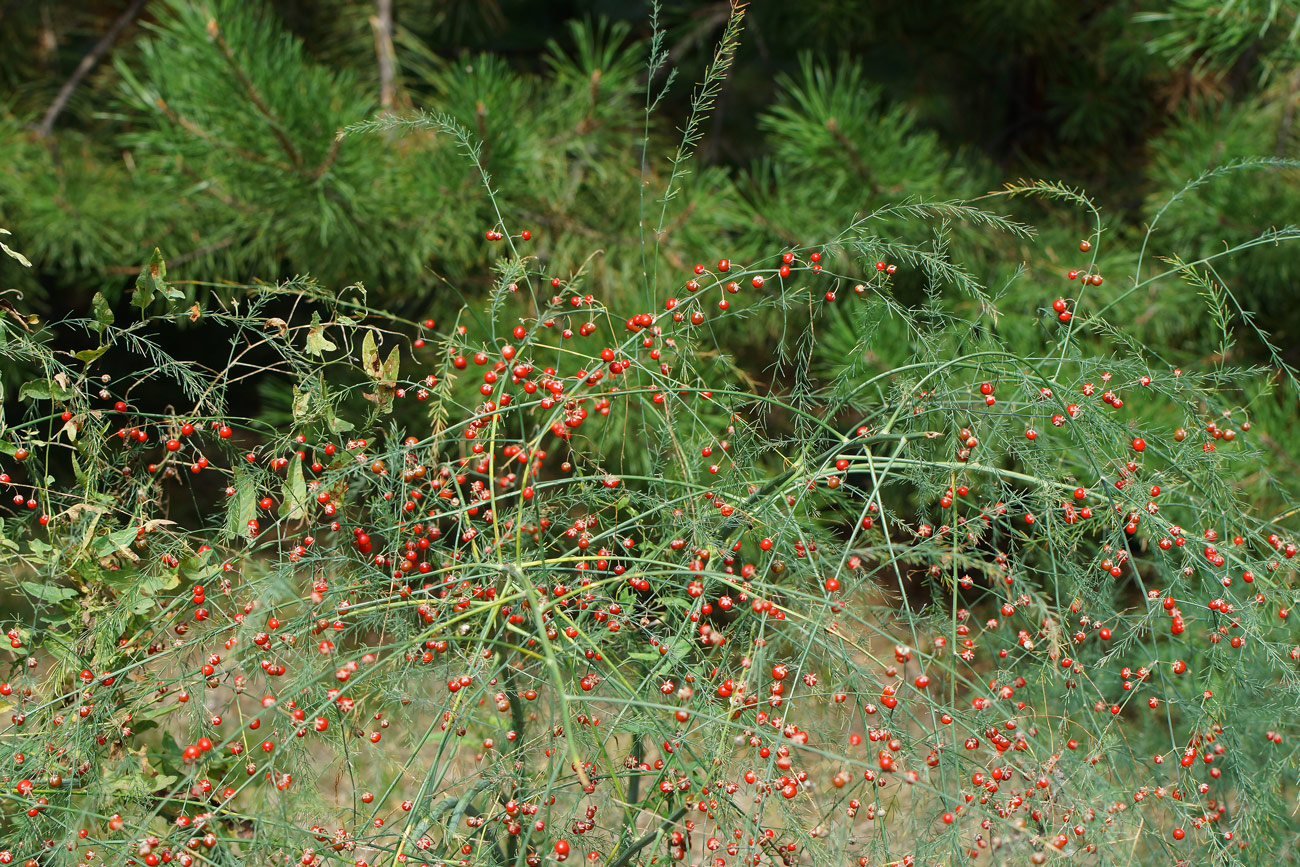 Image of Asparagus officinalis specimen.