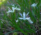 Iris ruthenica