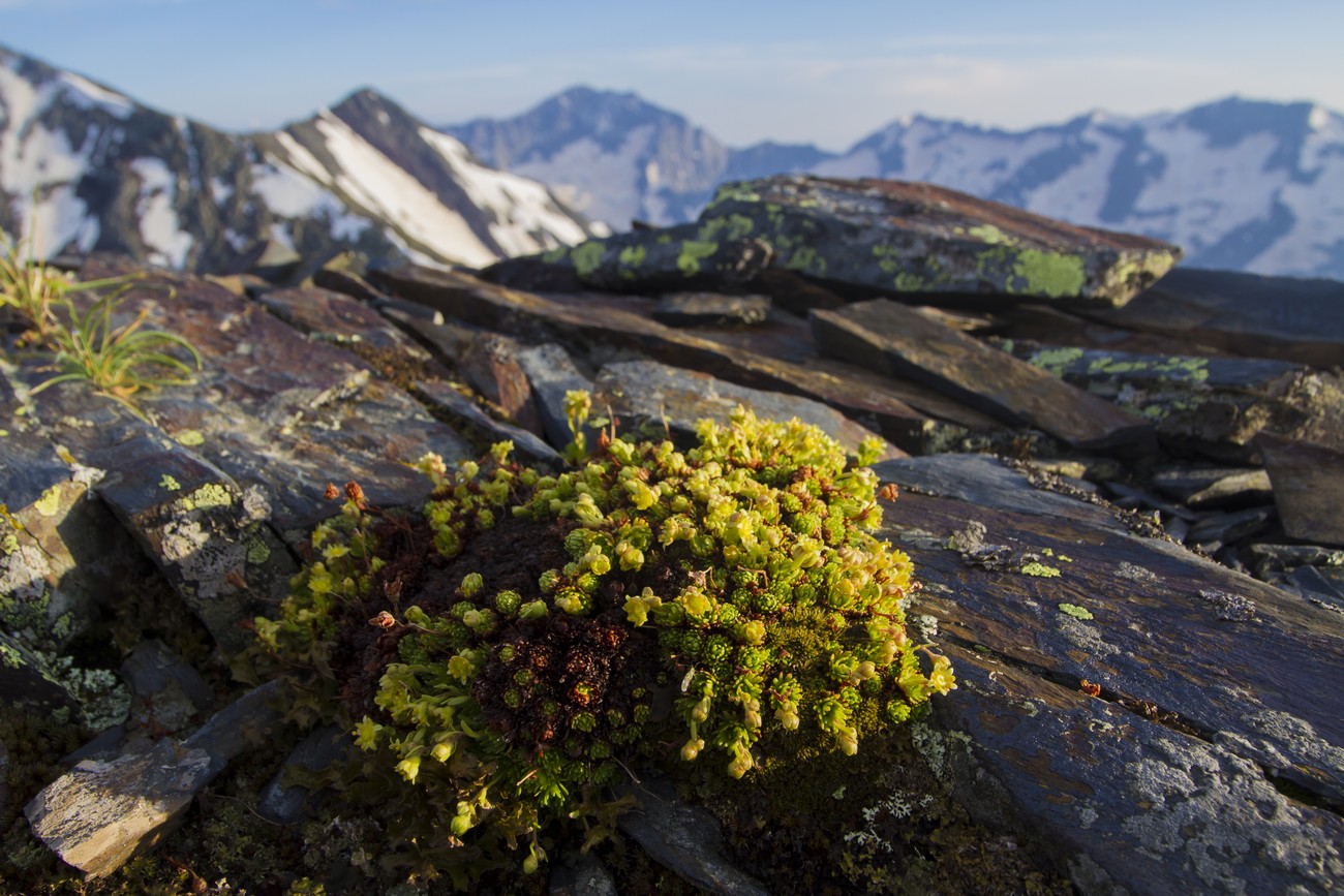 Image of Saxifraga moschata specimen.