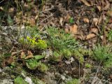 Sempervivum marmoreum