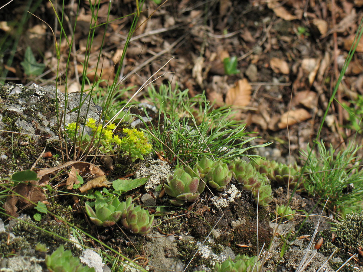 Image of Sempervivum marmoreum specimen.