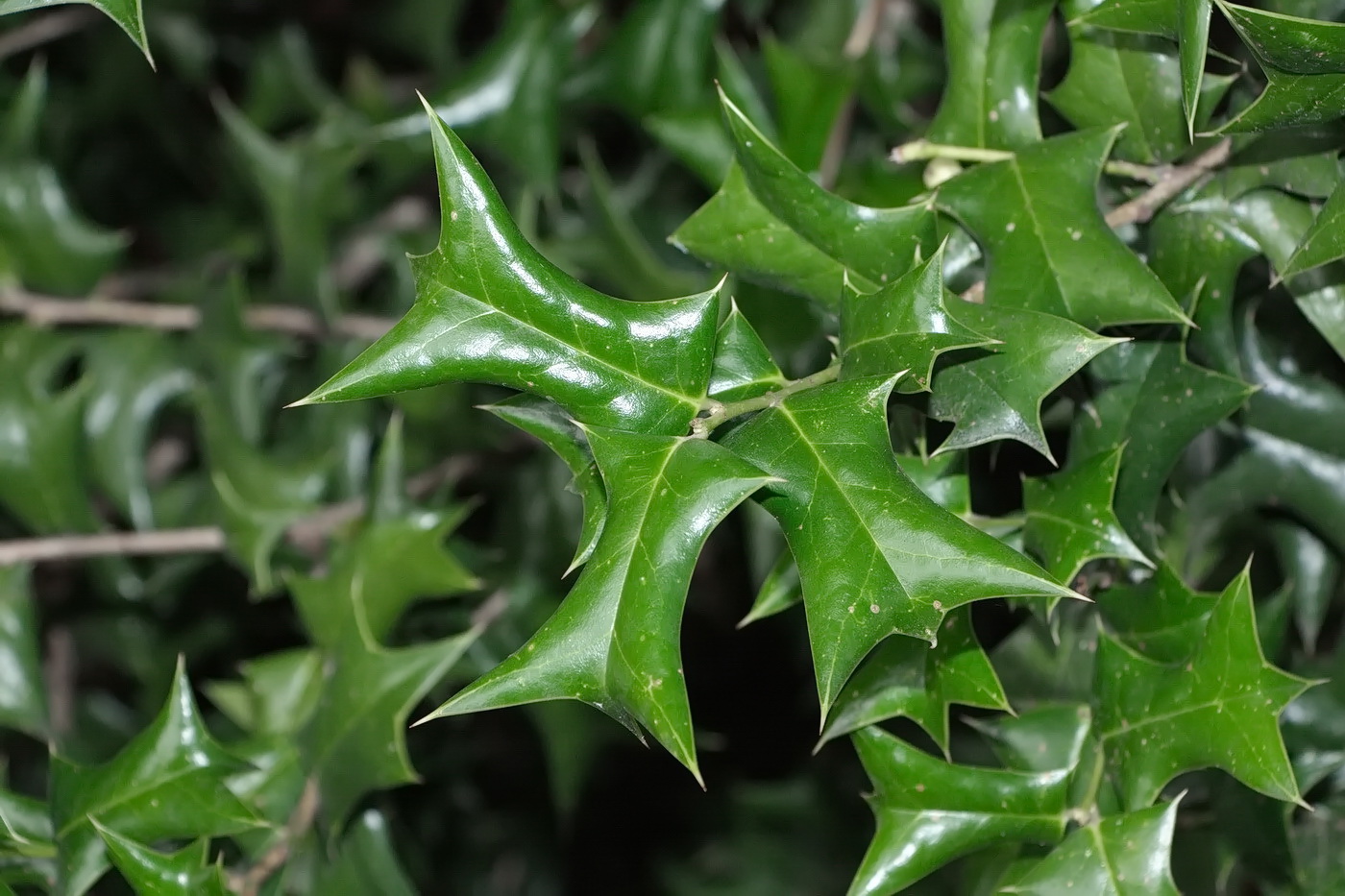 Изображение особи Ilex cornuta.