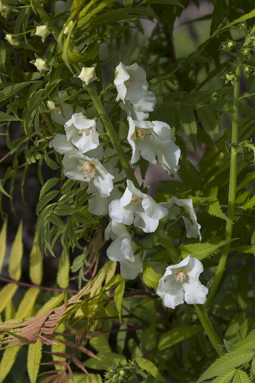 Image of Verbascum phoeniceum specimen.