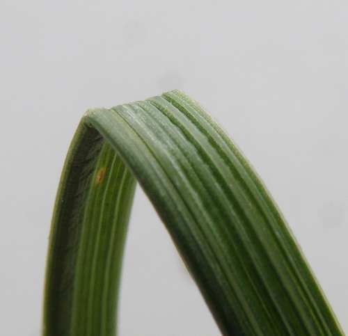 Image of Elytrigia obtusiflora specimen.