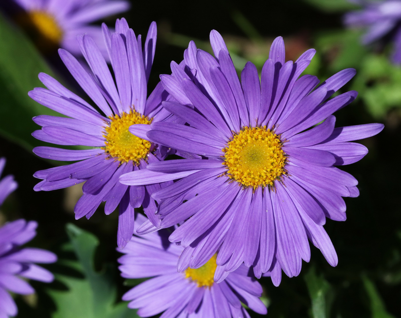 Изображение особи Aster alpinus.