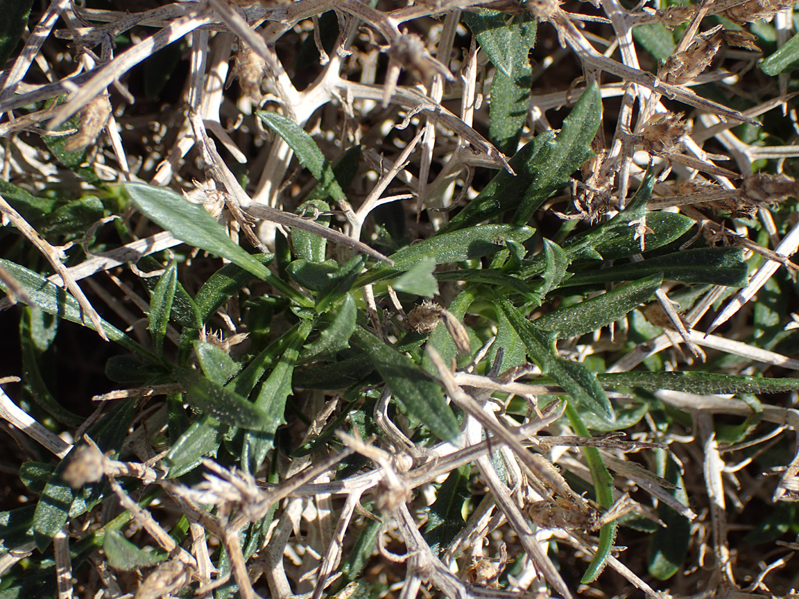 Изображение особи Centaurea spinosa.