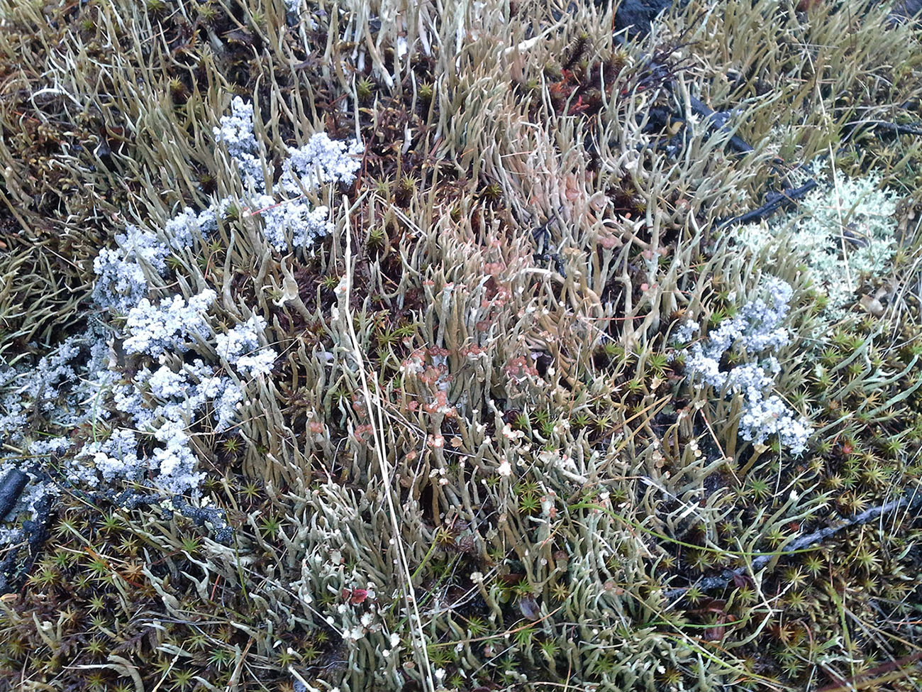 Изображение особи Cladonia gracilis.