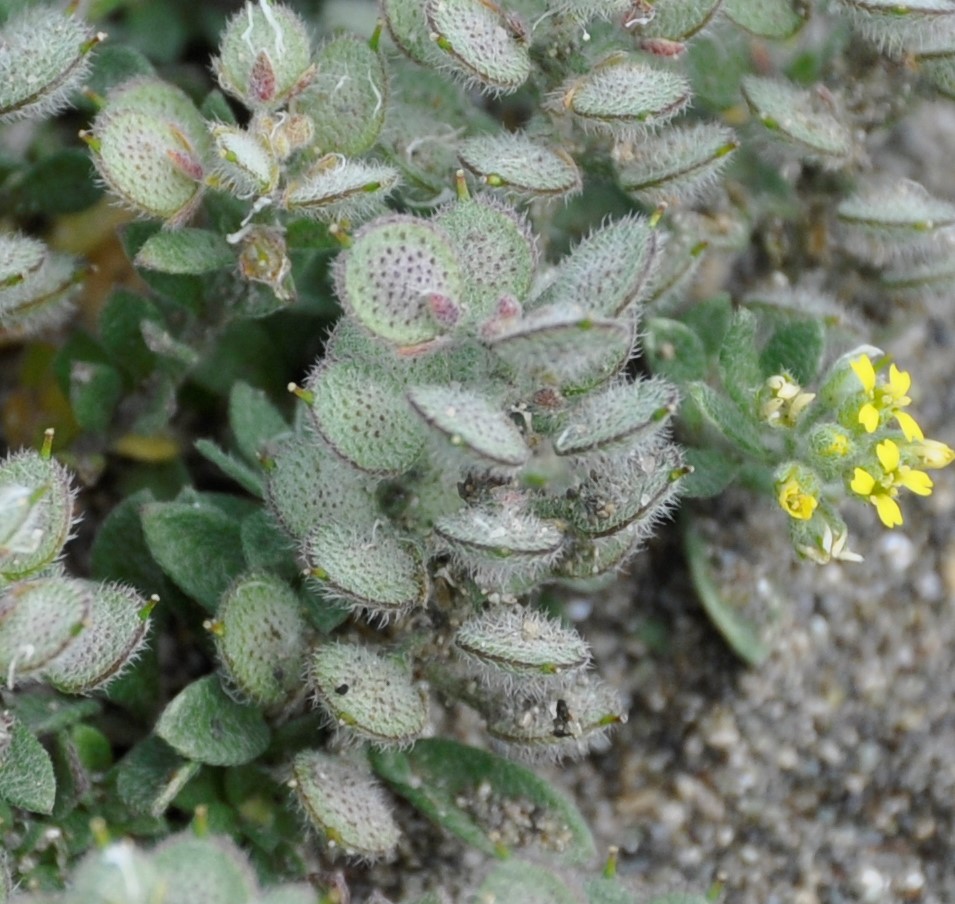 Изображение особи Alyssum strigosum.