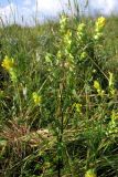 genus Rhinanthus. Цветущее растение. Крым, яйла Тырке. 17 июля 2011 г.