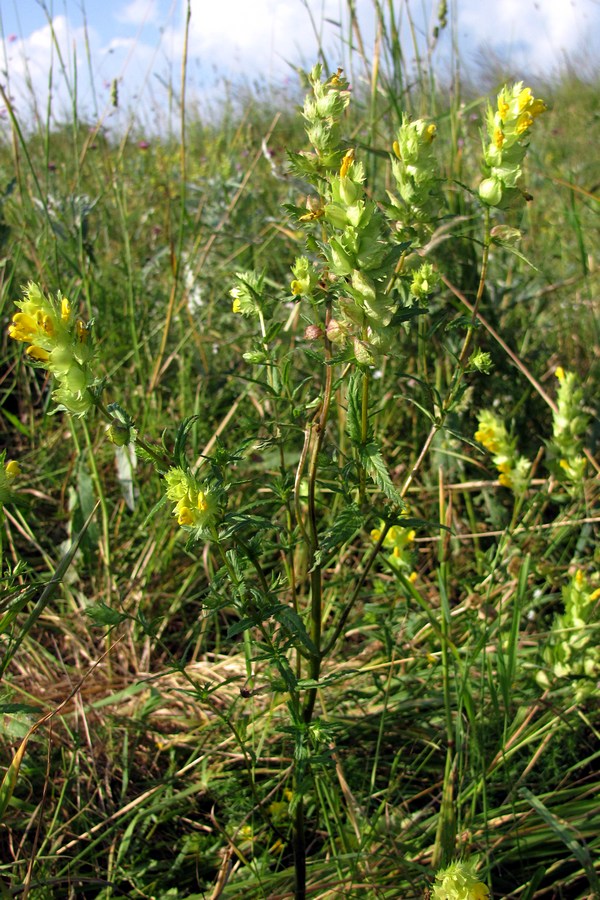 Изображение особи род Rhinanthus.