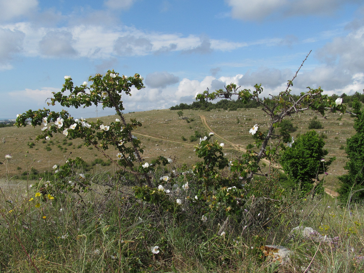 Image of Rosa turcica specimen.