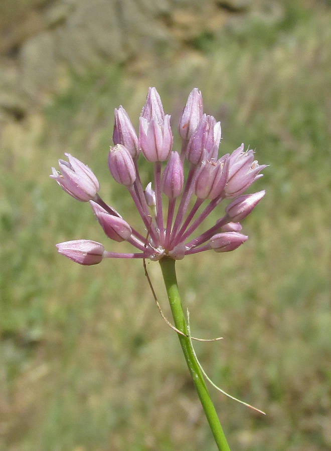 Image of Allium rotundum specimen.