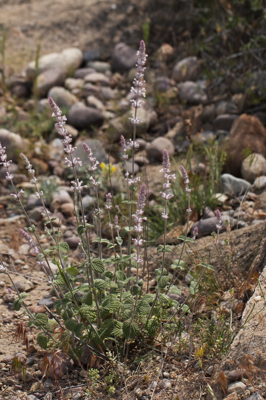 Изображение особи Nepeta olgae.