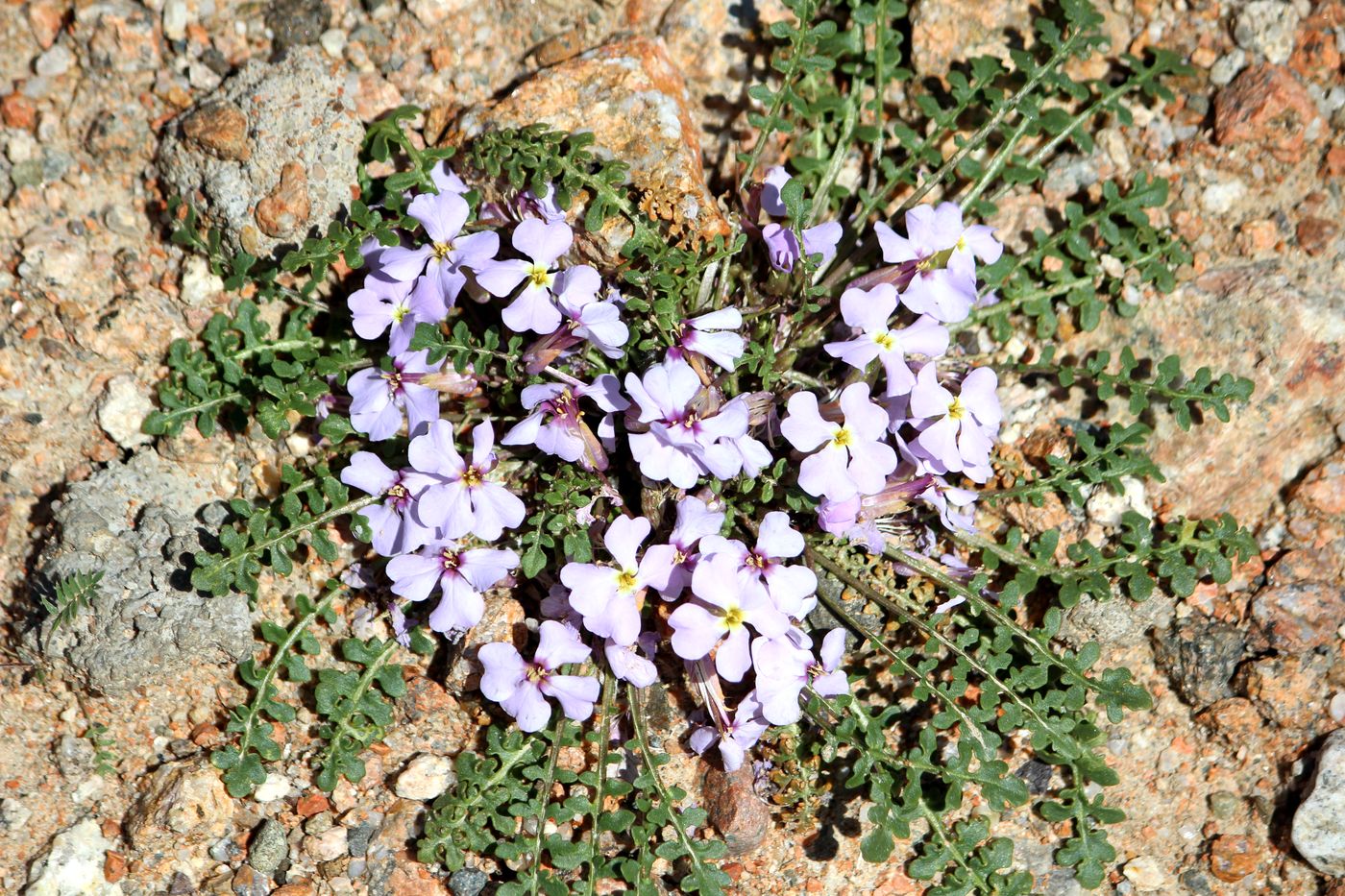 Image of Chorispora bungeana specimen.