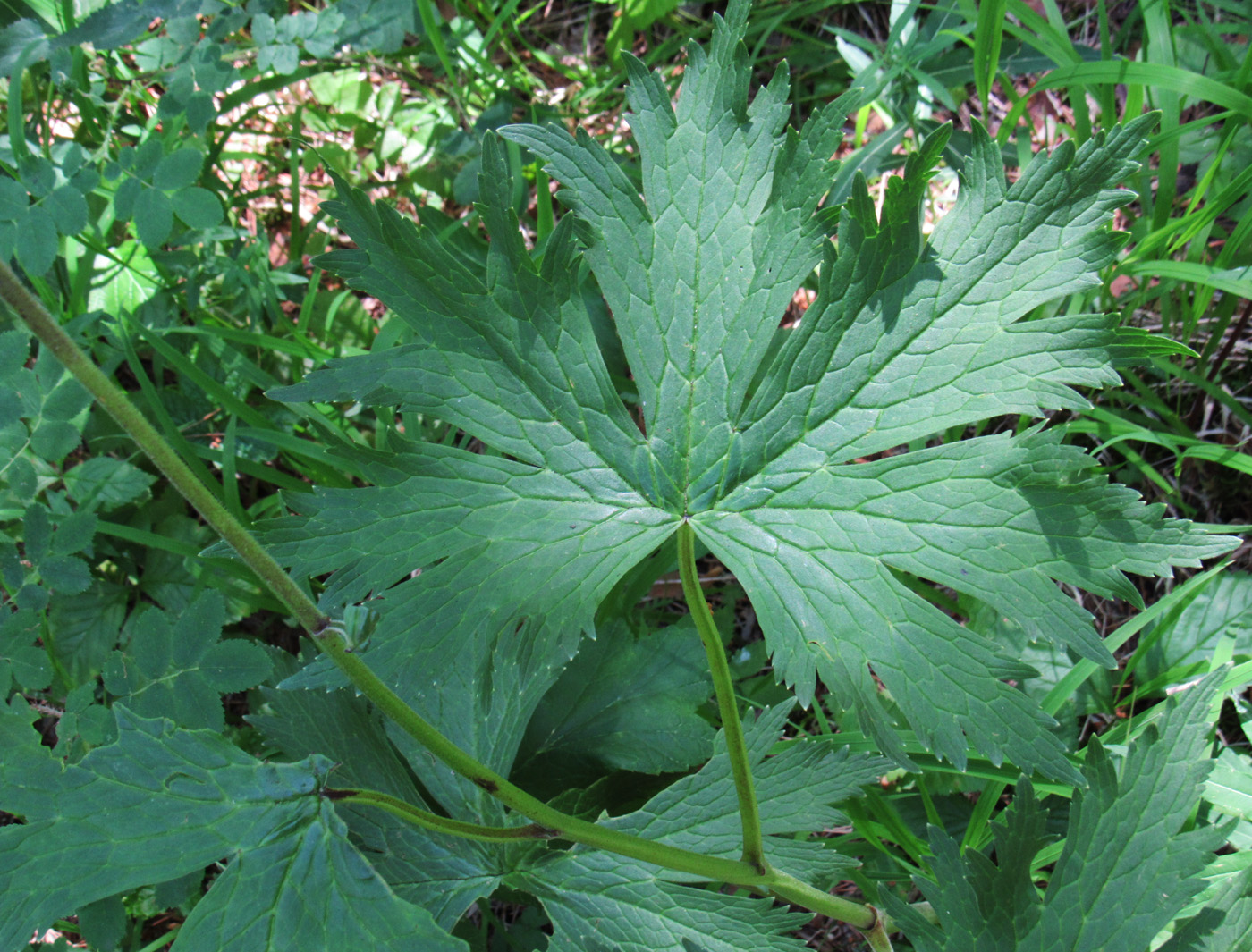 Изображение особи Aconitum septentrionale.