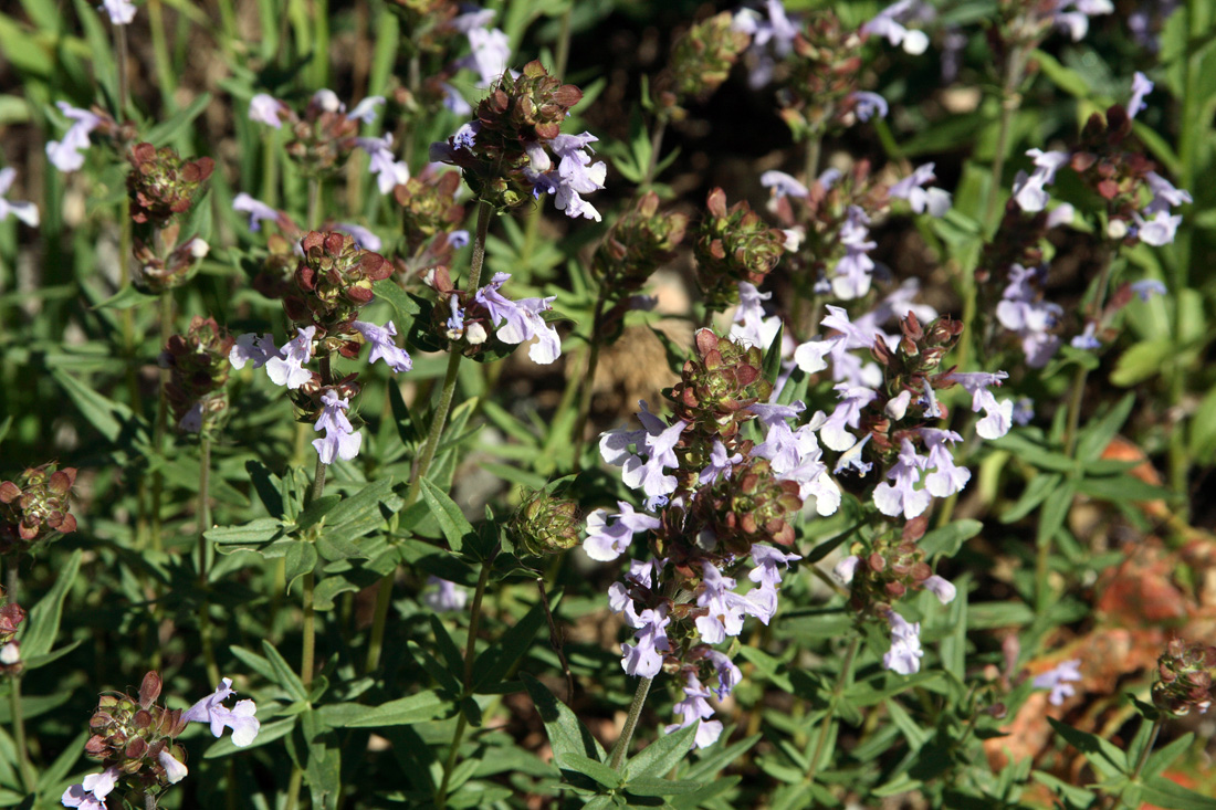 Изображение особи Dracocephalum integrifolium.